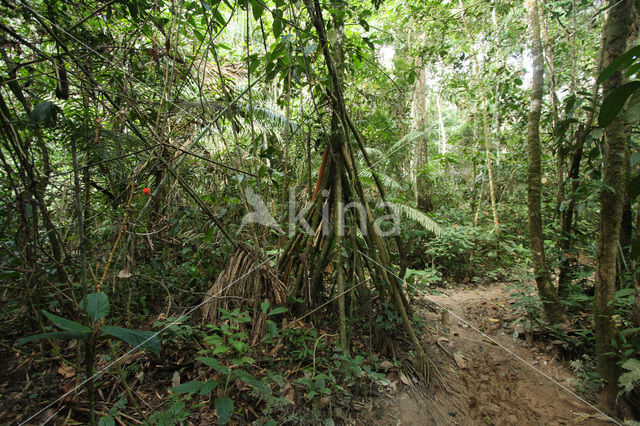 Tambopata National Park