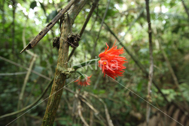 Tambopata National Park