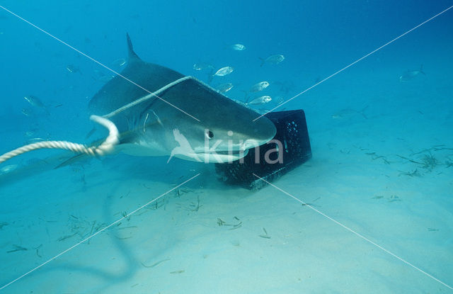 tiger shark (Galeocerdo cuvier)