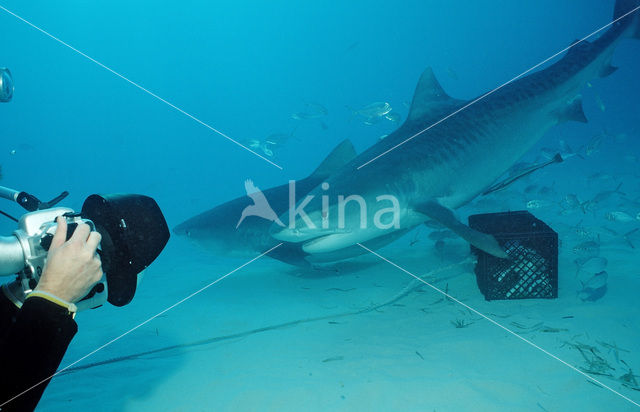 tiger shark (Galeocerdo cuvier)