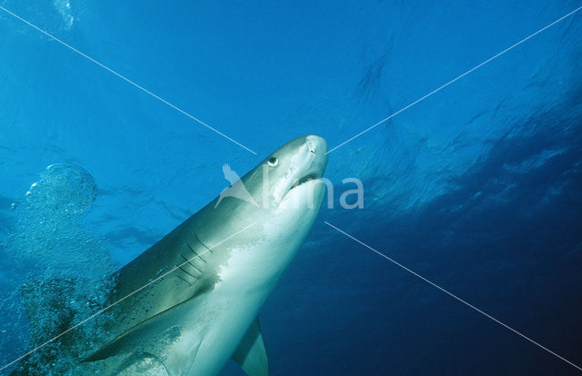 tiger shark (Galeocerdo cuvier)