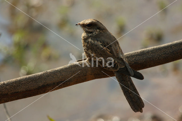 Ladder-tailed Nightjar (Hydropsalis climacocerca)