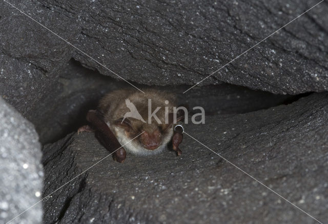 Mouse-eared Bat (Myotis myotis)