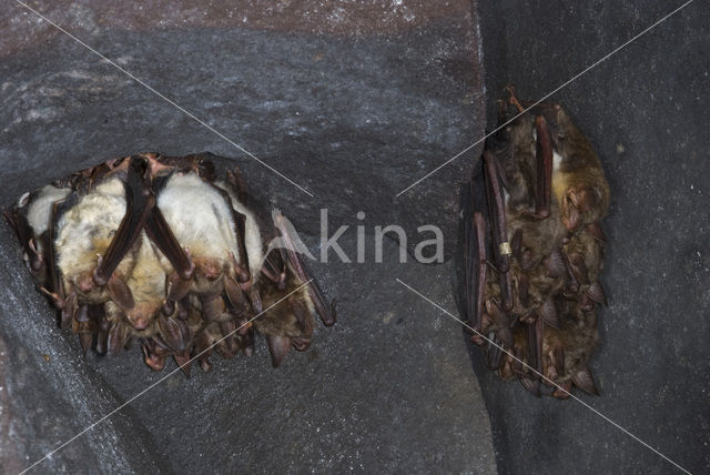 Mouse-eared Bat (Myotis myotis)