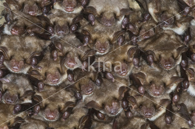 Mouse-eared Bat (Myotis myotis)