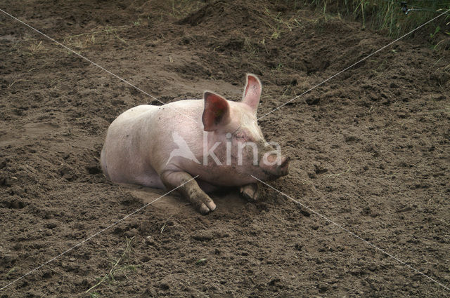 Pig (Sus domesticus)