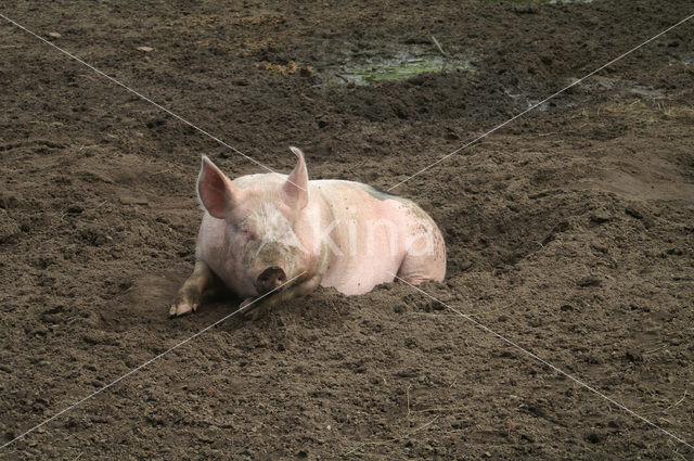 Pig (Sus domesticus)