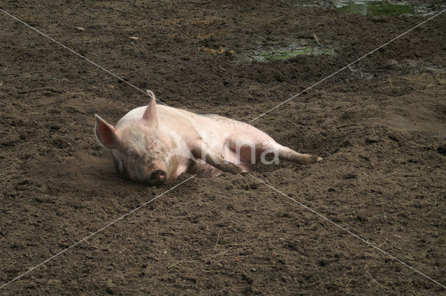 Pig (Sus domesticus)