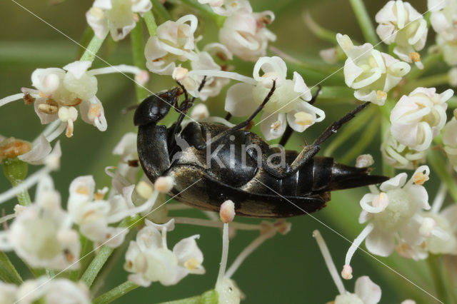 Viltbandkevertje (Variimorda villosa)