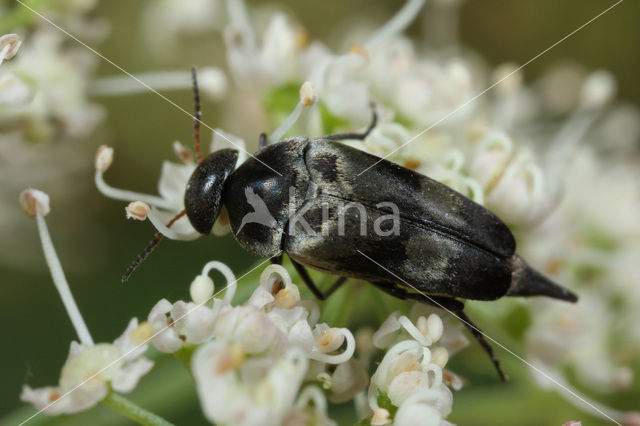 Variimorda villosa