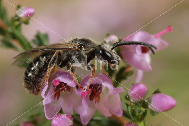 Viltige groefbij (Lasioglossum prasinum)