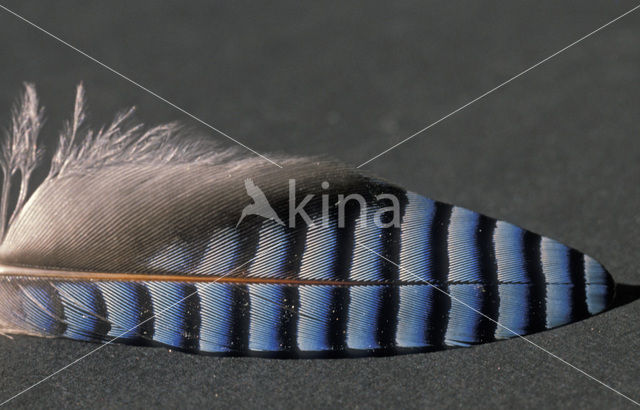 Eurasian Jay (Garrulus glandarius)