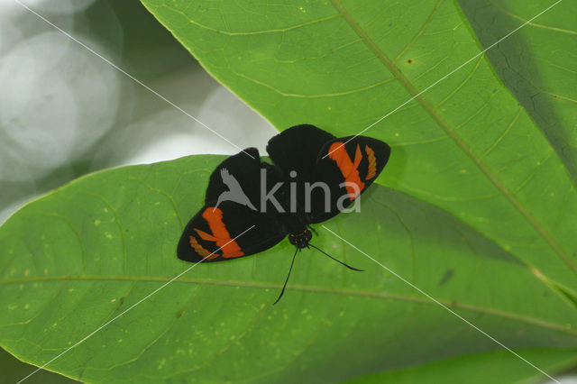 Vlinder spec.
