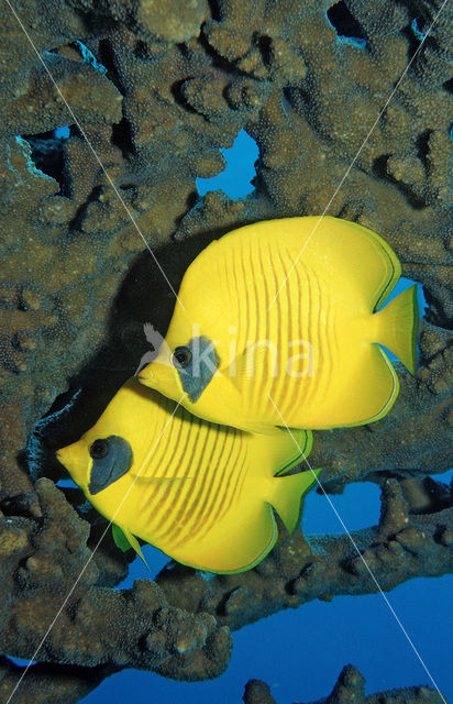 Masked butterflyfish (Chaetodon semilarvatus)