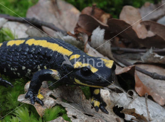 Vuursalamander (Salamandra salamandra)