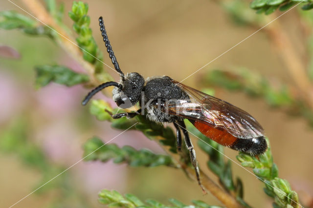 Wafelbloedbij (Sphecodes scabricollis)