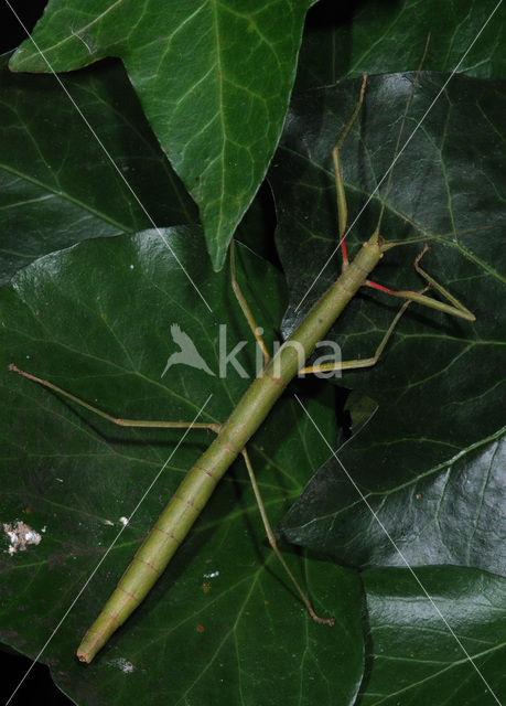 Indian stick insect (Carausius morosus)