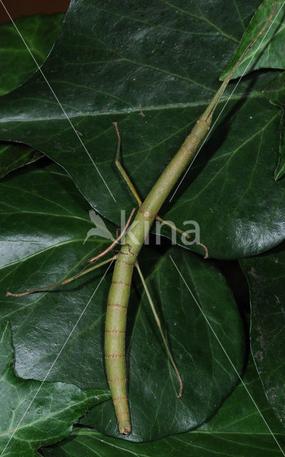 Indian stick insect (Carausius morosus)