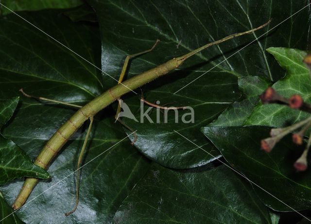 Indian stick insect (Carausius morosus)