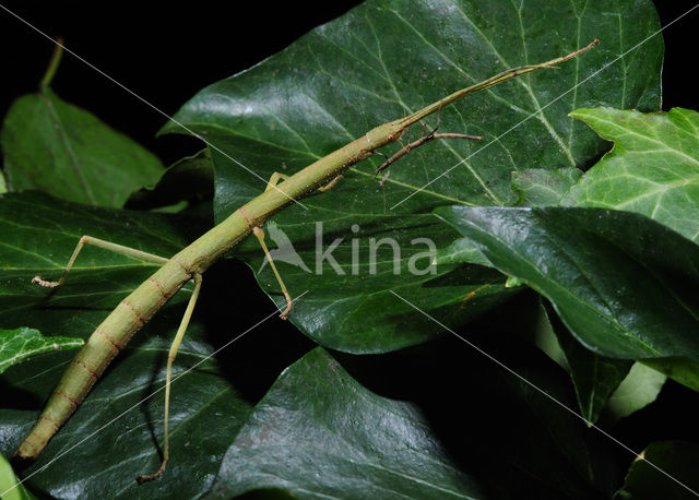 Indian stick insect (Carausius morosus)