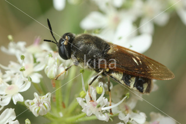 flecked general Soldier Fly (Stratiomys singularior)