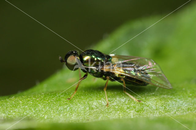 Wapenvlieg (Microchrysa flavicornis)