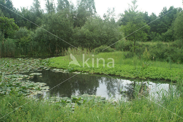 Waterlily (Nymphaea spec.)