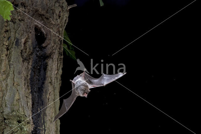 Daubenton’s Bat (Myotis daubentonii)