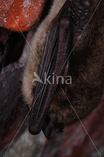 Watervleermuis (Myotis daubentonii)