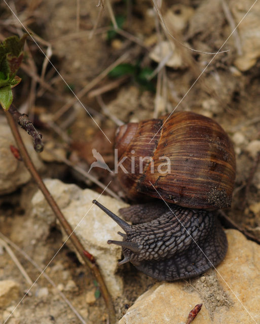 Wijngaardslak (Helix pomatia)