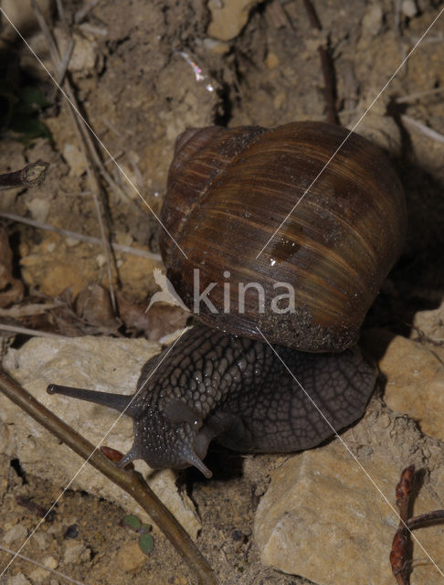 Wijngaardslak (Helix pomatia)