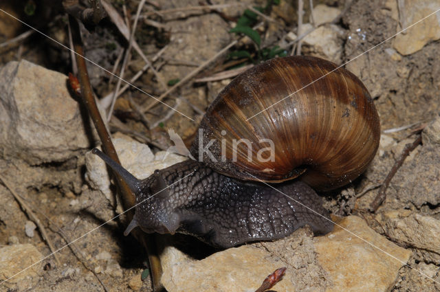 Wijngaardslak (Helix pomatia)