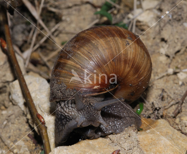 Wijngaardslak (Helix pomatia)