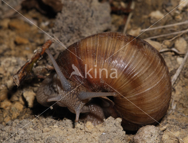 Wijngaardslak (Helix pomatia)