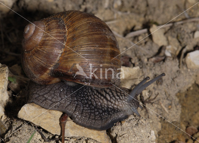 Wijngaardslak (Helix pomatia)