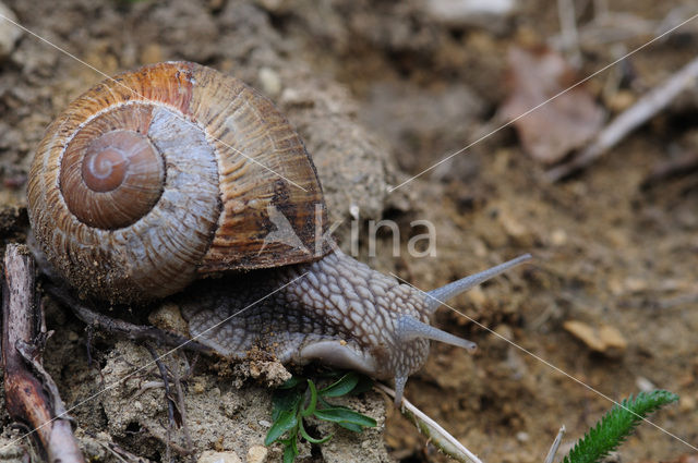 Wijngaardslak (Helix pomatia)