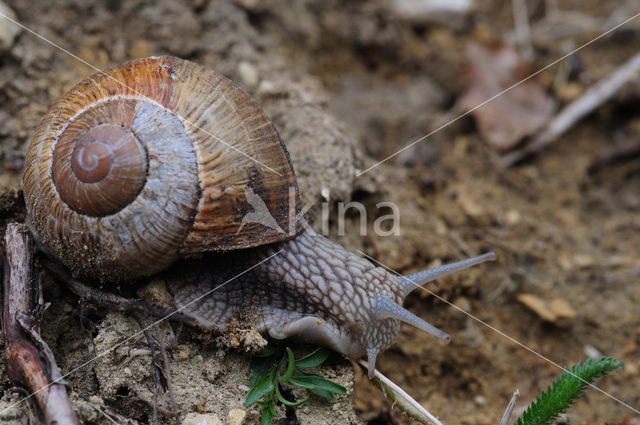 Wijngaardslak (Helix pomatia)