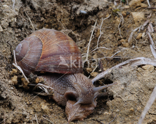 Wijngaardslak (Helix pomatia)