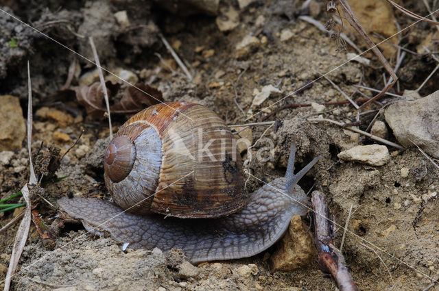 Wijngaardslak (Helix pomatia)