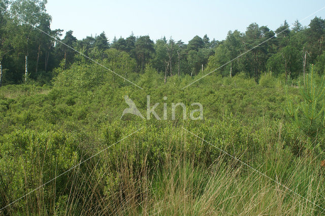 Wilde gagel (Myrica gale)