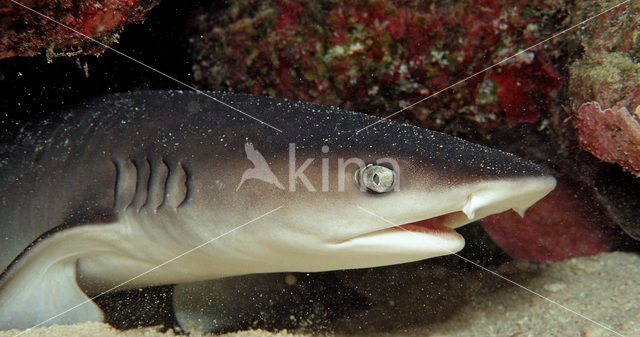 whitetip reefshark (Triaenodon obesus)