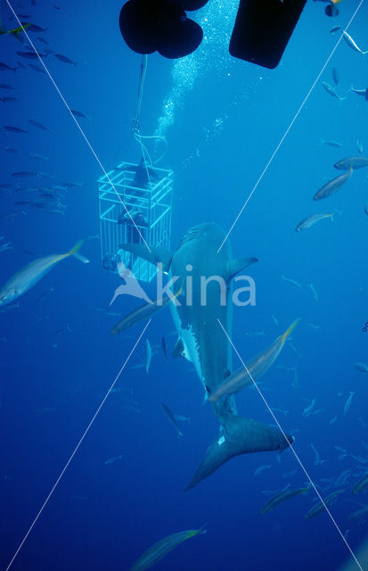 great white shark (Carcharodon carcharias)