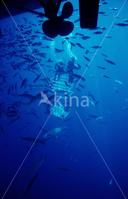 great white shark (Carcharodon carcharias)