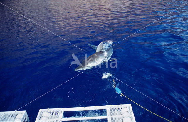 great white shark (Carcharodon carcharias)