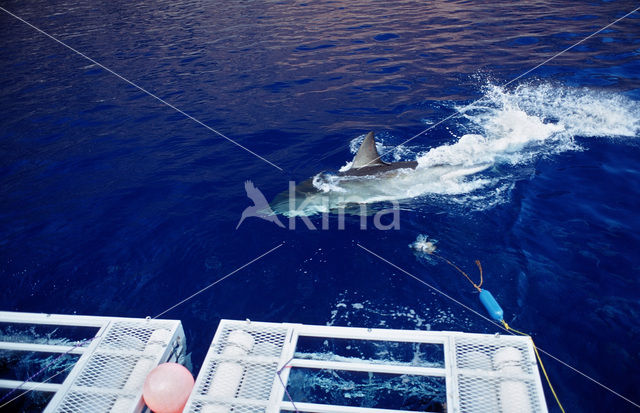 great white shark (Carcharodon carcharias)