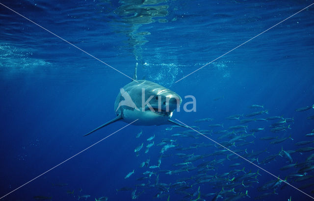 great white shark (Carcharodon carcharias)