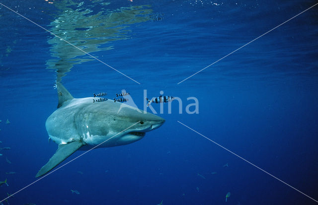 great white shark (Carcharodon carcharias)