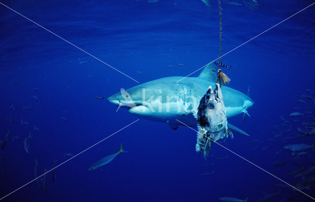 great white shark (Carcharodon carcharias)