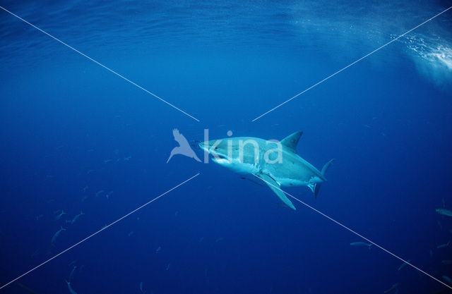 great white shark (Carcharodon carcharias)