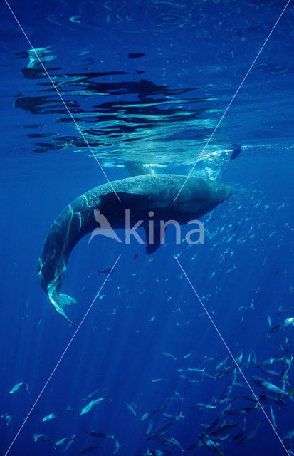 great white shark (Carcharodon carcharias)